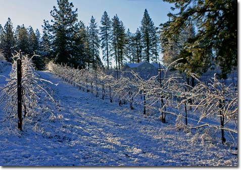 vineyards in the snow